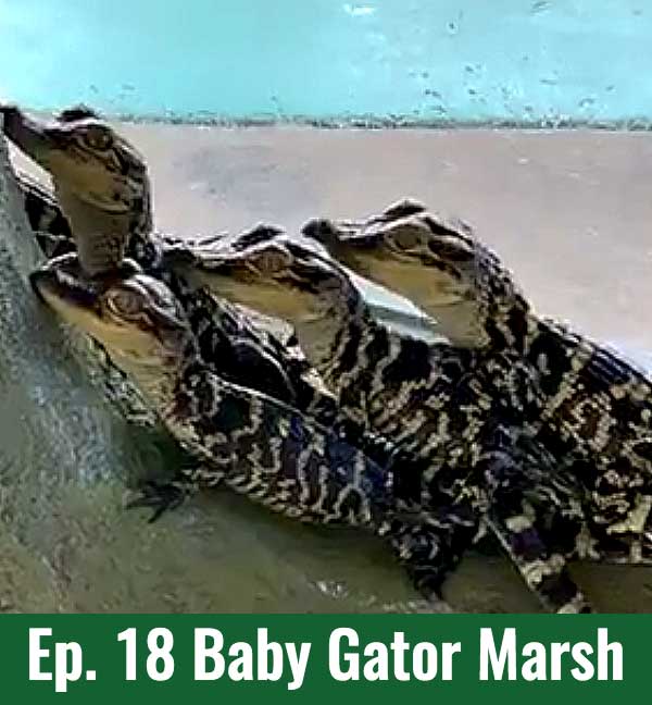 School of Croc Ep. 18 Baby Gator Marsh