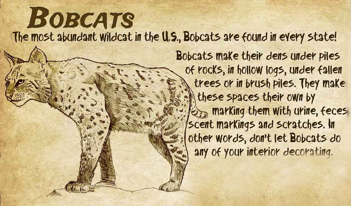 Bobcats exhibit signage