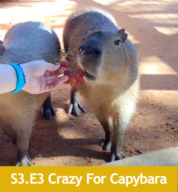crazy for capybara