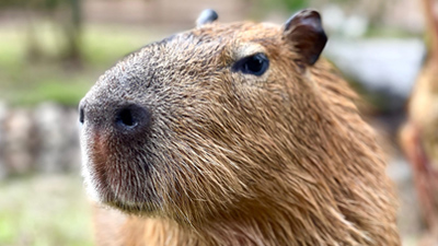 Capybara