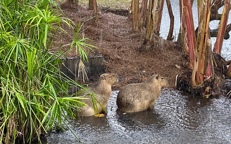 Capybaras bathing