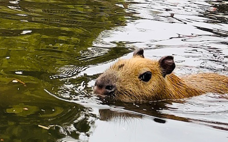 Capybara swimming