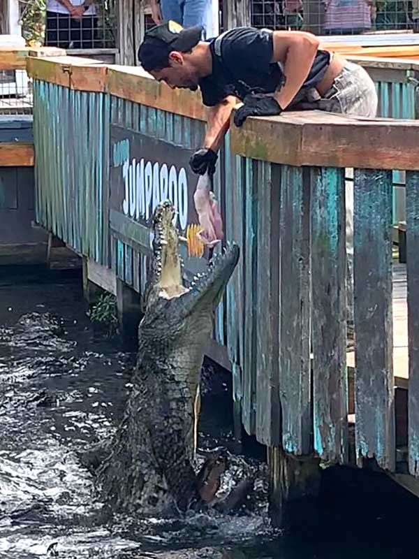 How high can the gators jump at Gatorland Jumaparoo show