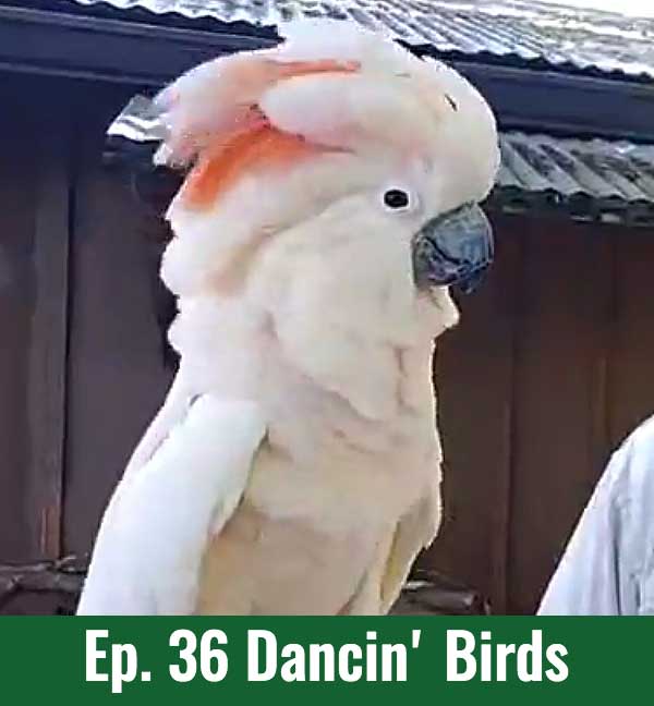 School of Croc Ep. 36 Dancin' Birds
