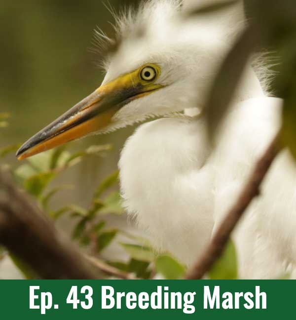 School of Croc Ep. 43 Breeding Marsh