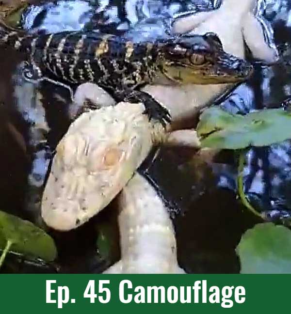 School of Croc Ep. 45 Camouflage