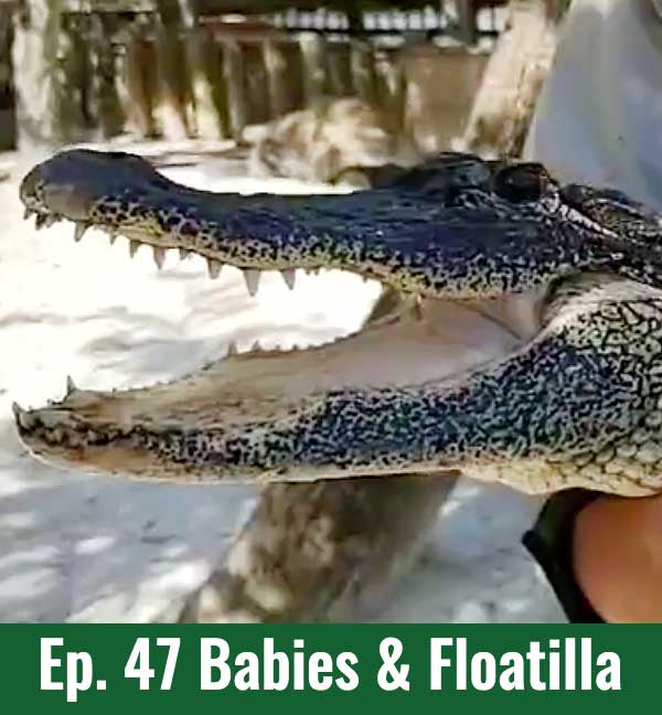 School of Croc Ep. 47 Babies & Floatilla