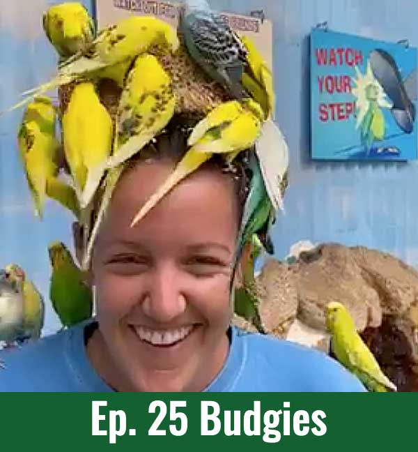 School of Croc Ep. 25 Budgies