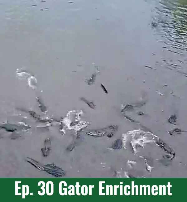 School of Croc Ep. 30 Alligator Enrichment