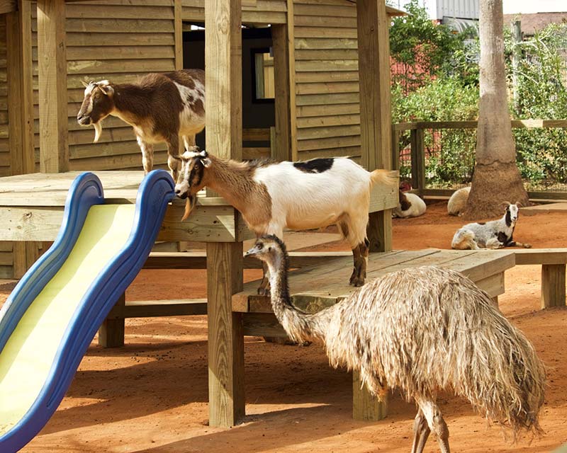 IMG_4481-scaled-opt Animals at the petting zoo