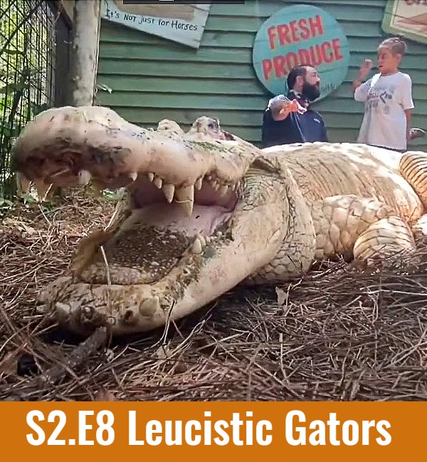 leucistic gators