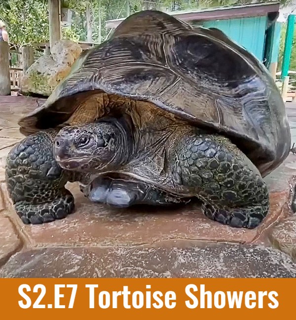 tortoise showers