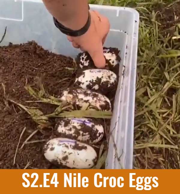 nile croc eggs