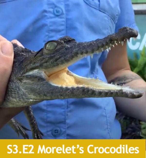 morelets crocodiles