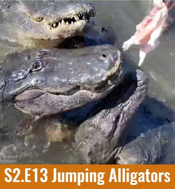 S2.E13 Jumping Alligators