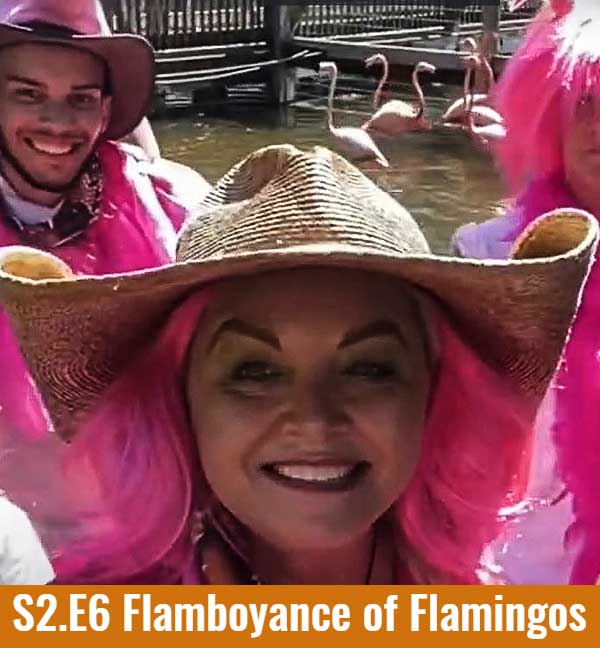 flamboyance of flamingos