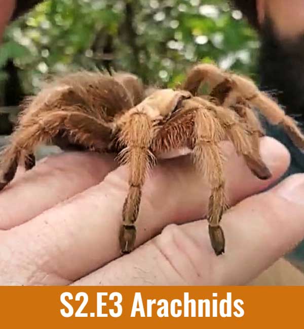 arachnids