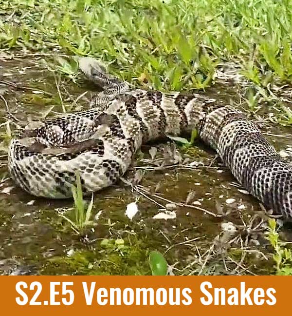 venomous snakes