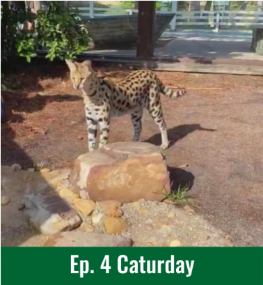 Ep.4 - Caturday