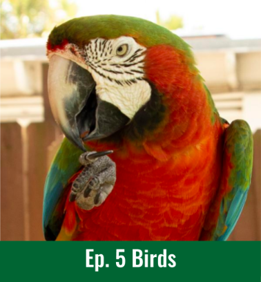 Ep.5 - Birds