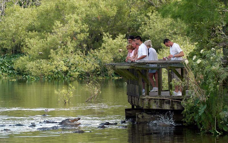 Alligators | Gatorland | Orlando Florida Family Adventure Theme Park