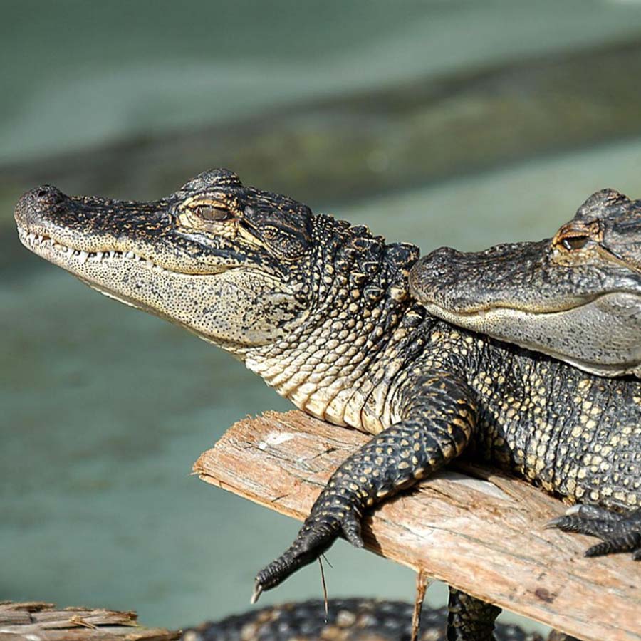 Two American alligators at gatorland
