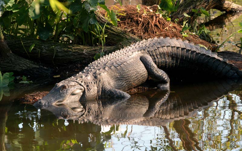Alligator laying on waters edge