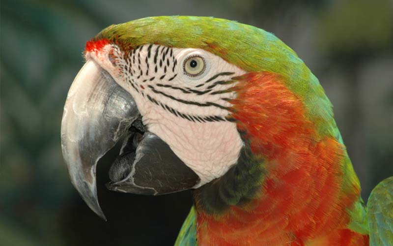 Birds | Gatorland | Orlando Florida Family Adventure Theme Park