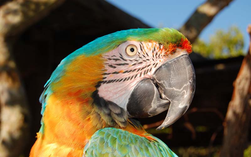 Birds | Gatorland | Orlando Florida Family Adventure Theme Park