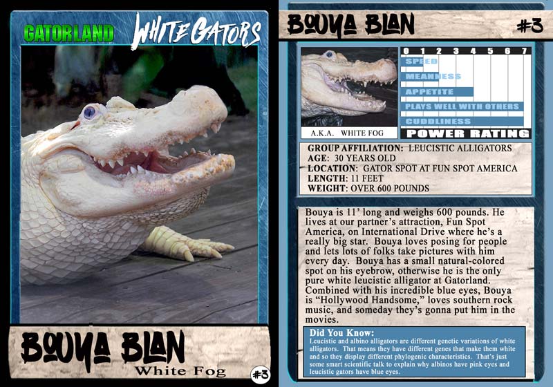 Trading card–style graphic from Gatorland titled “White Gators,” featuring a photo of a white alligator named Bouya Blan, also called “White Fog.” The alligator is shown with its mouth open, displaying teeth. The card includes a profile section labeled “Bouya Blan #3” with details: group affiliation Leucistic Alligators, age 30 years old, location Gator Spot at Fun Spot America, length 11 feet, and weight over 600 pounds. A rating chart lists traits such as speed, meanness, appetite, plays well with others, and cuddliness. A paragraph explains Bouya is a popular attraction who enjoys posing for photos and has a small natural-colored spot on his eyebrow. A “Did You Know” section notes that leucistic and albino alligators are different genetic variations, with leucistic alligators typically having blue eyes.