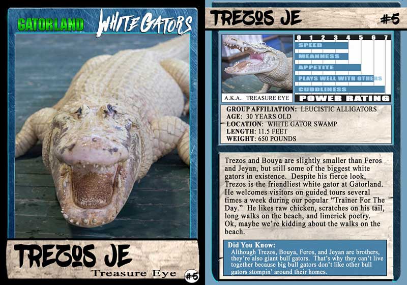 Trezo Je | White Gator Trading Cards | Gatorland | Orlando Florida Family Adventure Theme Park