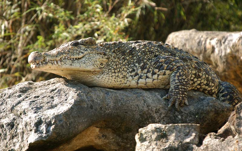 Crocodiles | Gatorland | Orlando Florida Family Adventure Theme Park