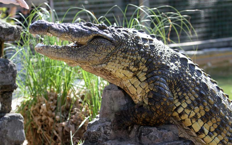 Crocodiles | Gatorland | Orlando Florida Family Adventure Theme Park