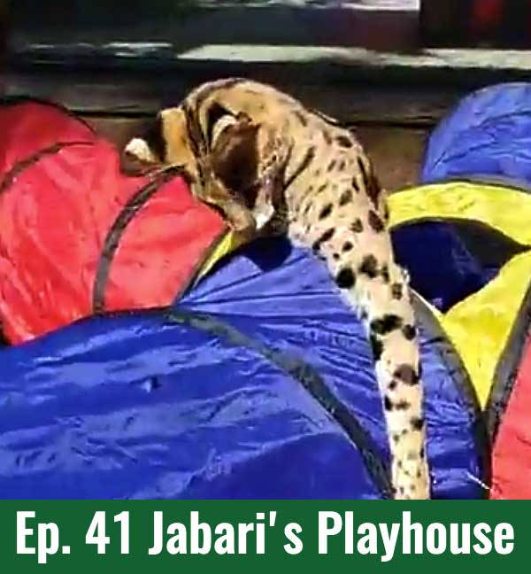 School of Croc Ep. 41 Jabari's Playhouse