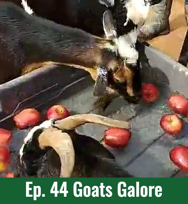 School of Croc Ep. 44 Goats Galore