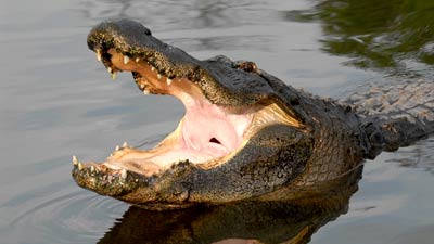 alligator with open jaw
