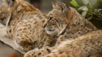 Bobcats at Gatorland