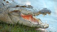 Crocodile at waters edge at Gatorland