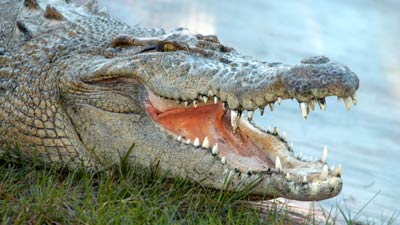 Crocodile at waters edge at Gatorland