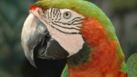 Parrot at Gatorland
