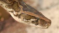 Snake at Gatorland