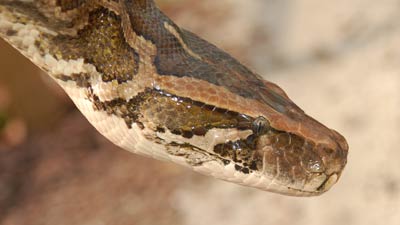 Snake at Gatorland