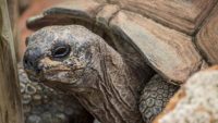 Tortoises | Gatorland | Orlando Florida Family Adventure Theme Park