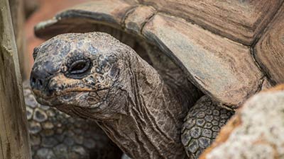 Tortoises | Gatorland | Orlando Florida Family Adventure Theme Park