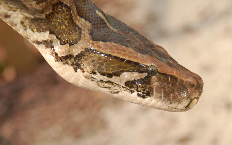 Snakes | Gatorland | Orlando Florida Family Adventure Theme Park