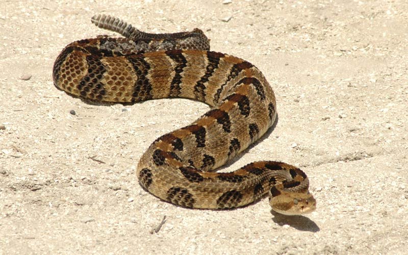 Snakes | Gatorland | Orlando Florida Family Adventure Theme Park