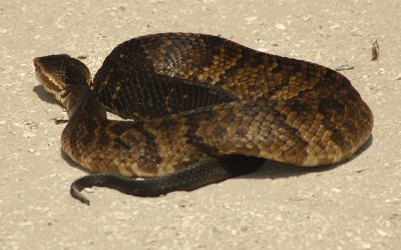 Snakes | Gatorland | Orlando Florida Family Adventure Theme Park