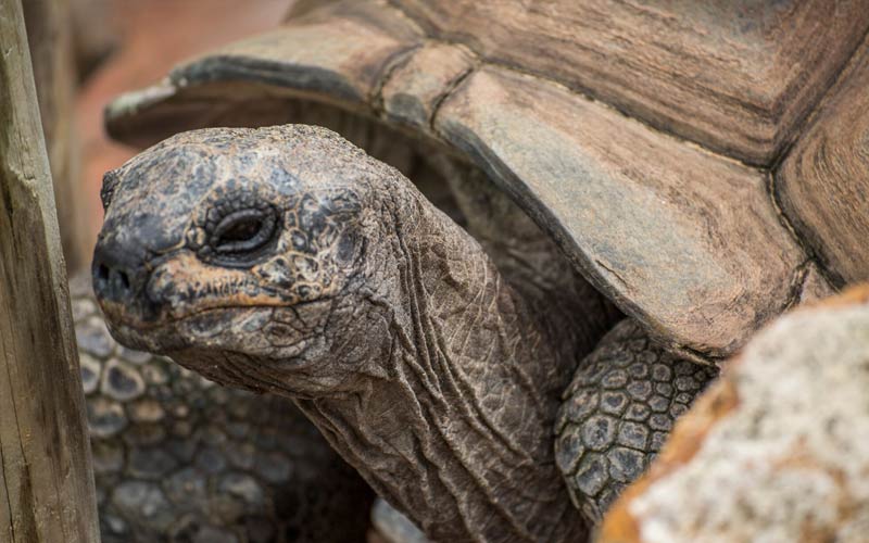 Tortoise | Gatorland | Orlando Florida Family Adventure Theme Park