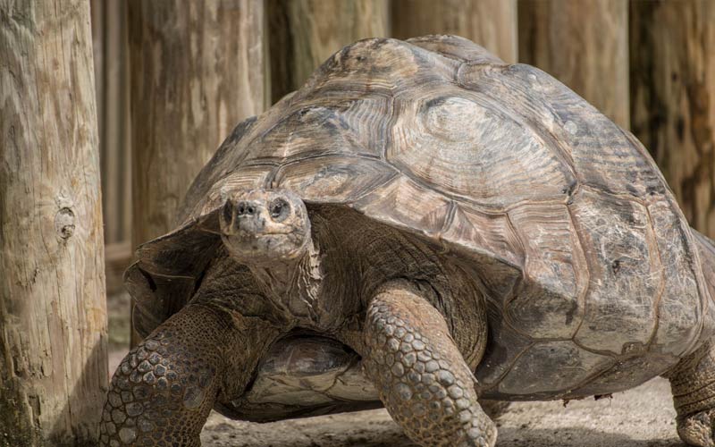 Tortoise | Gatorland | Orlando Florida Family Adventure Theme Park