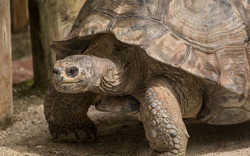 Tortoise | Gatorland | Orlando Florida Family Adventure Theme Park